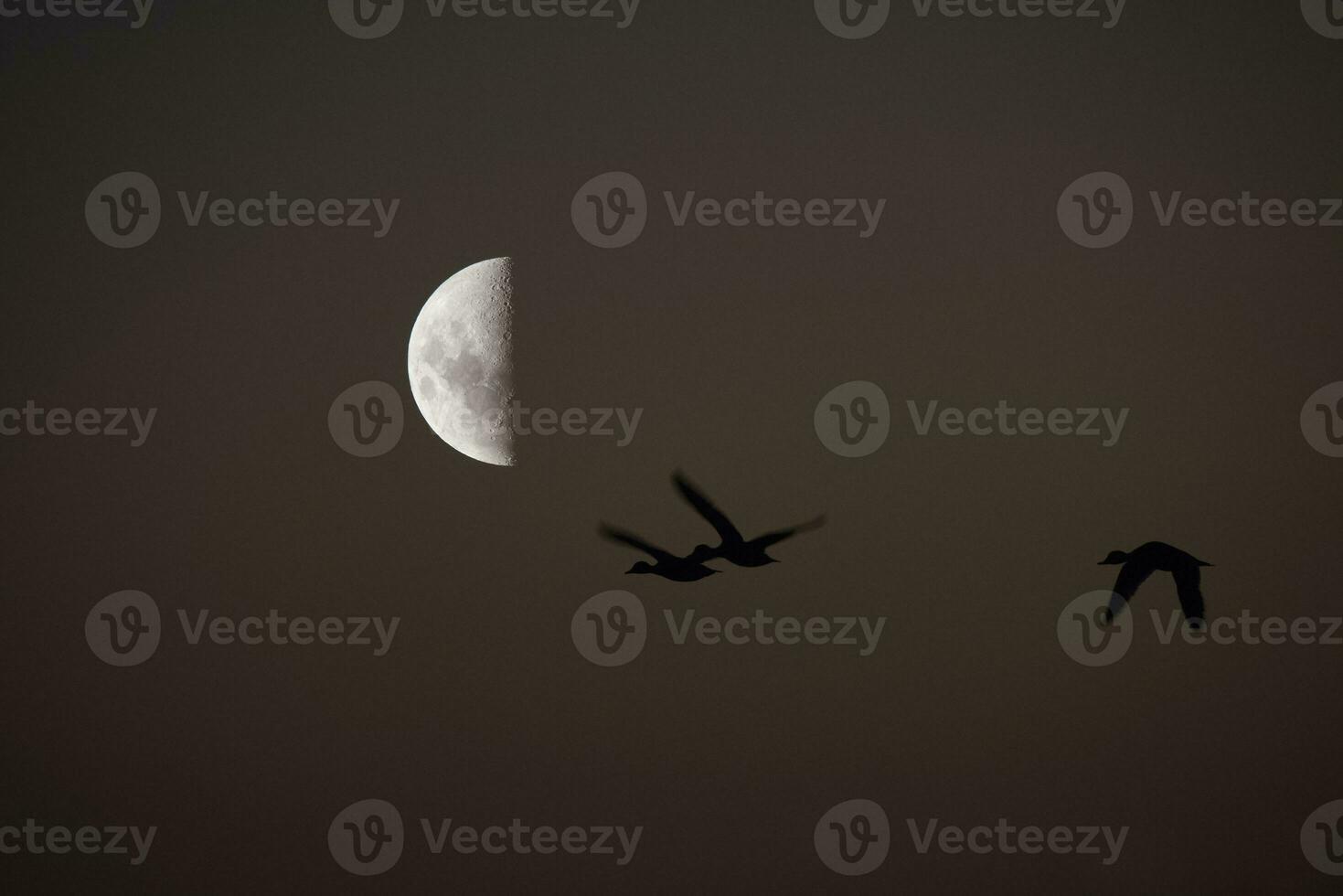 Birds and moon landscape photo