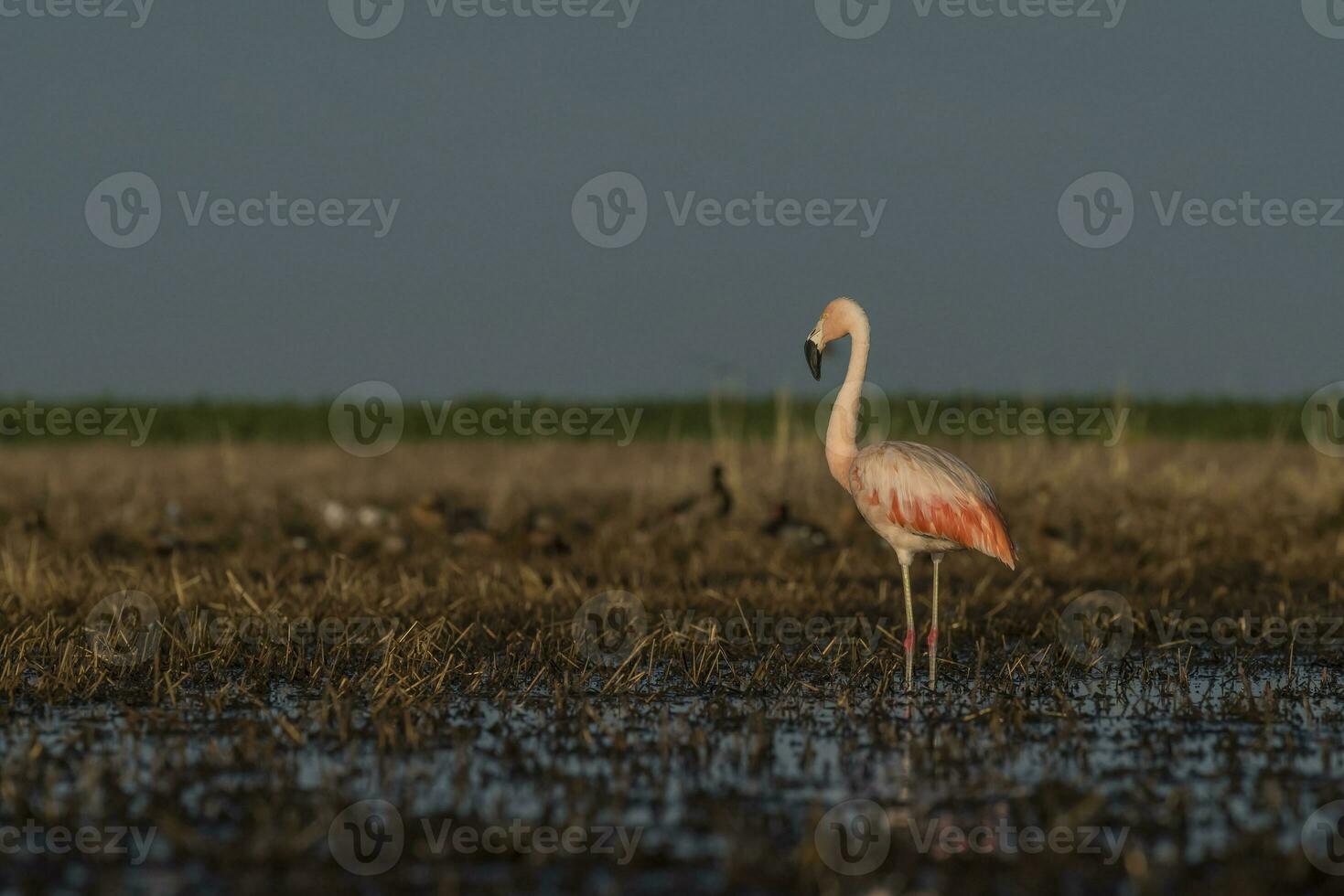 Flamingos, Patagonia Argentina photo