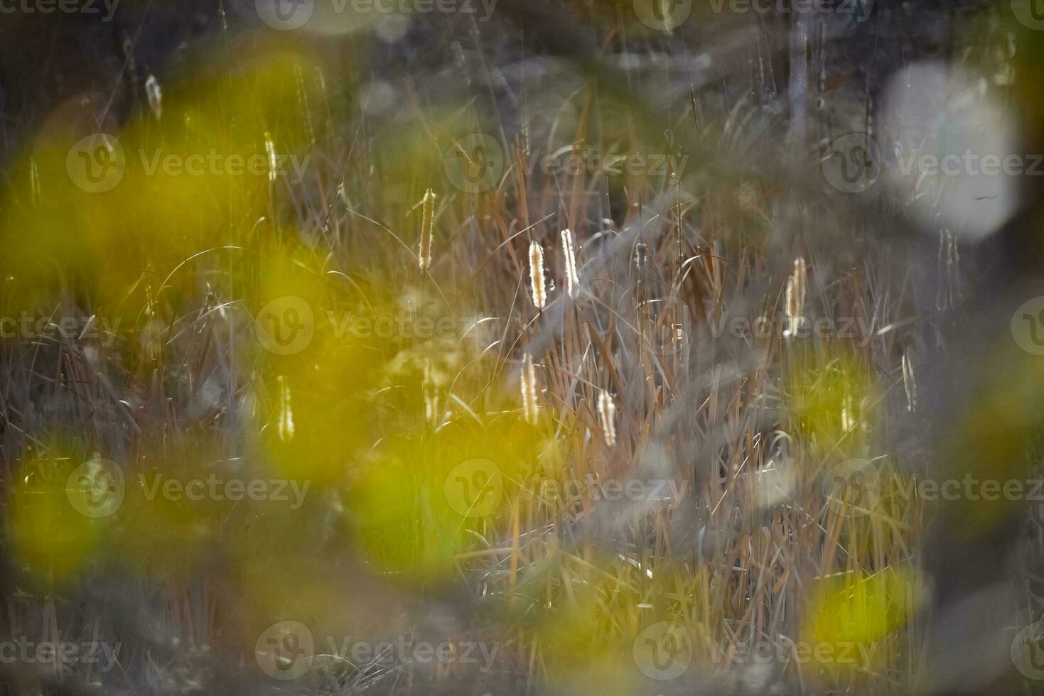 Autumn leaves in the forest, La Pampa Province, Patagonia, Argentina. photo