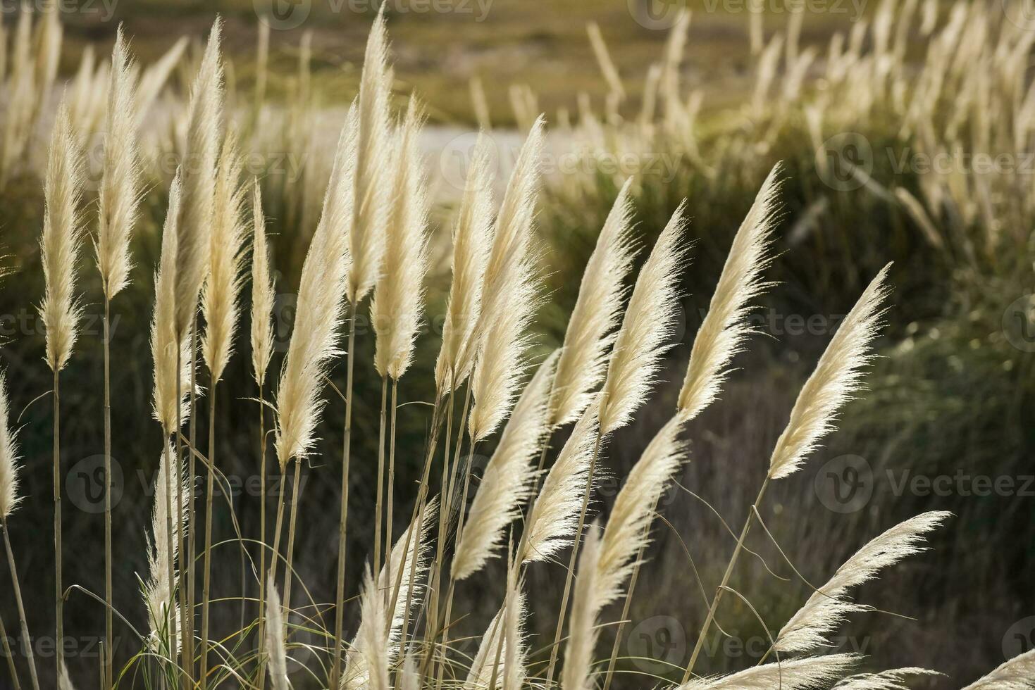 césped en campo pampa argentina foto