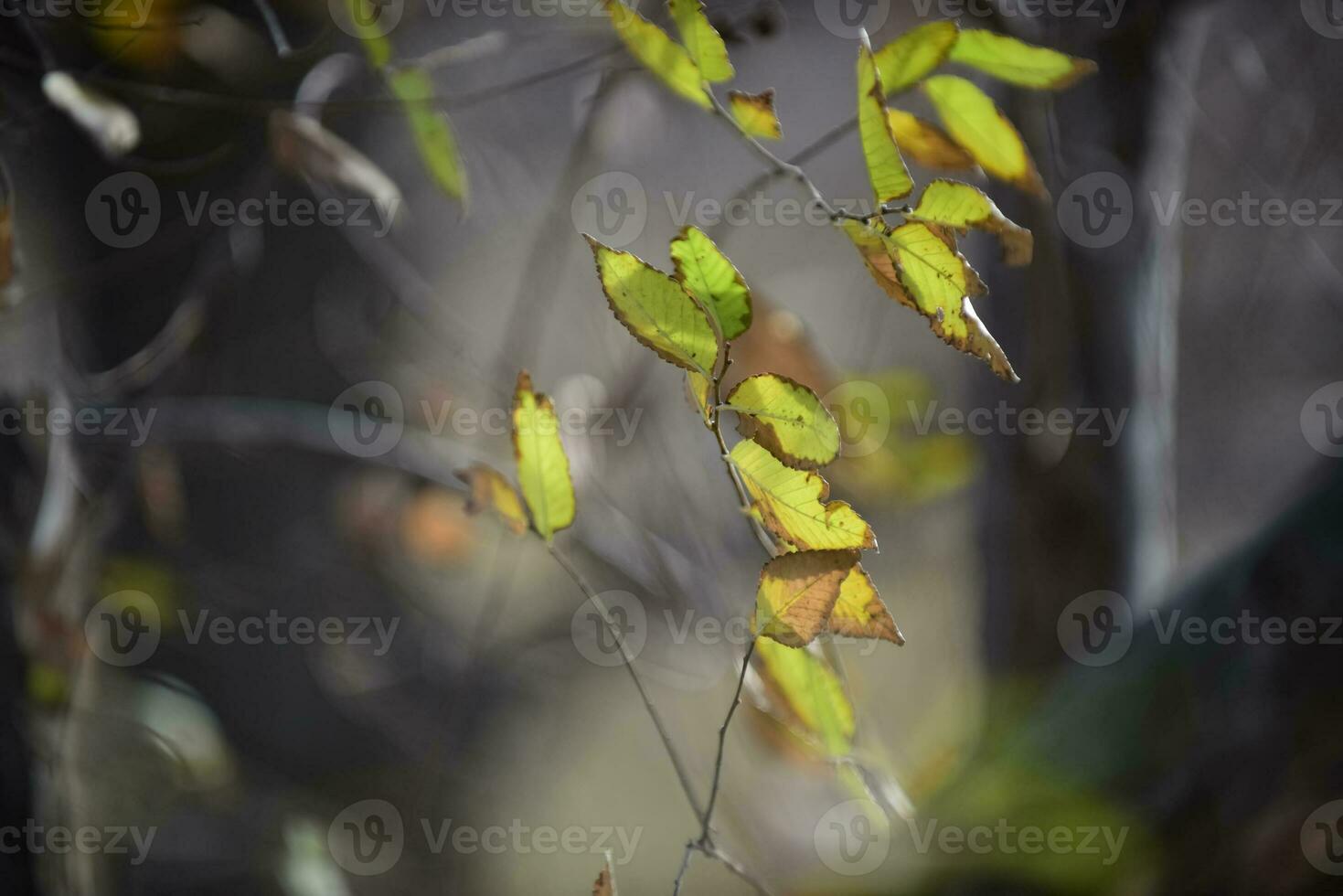 otoño hojas en el bosque, la pampa provincia, Patagonia, argentina. foto