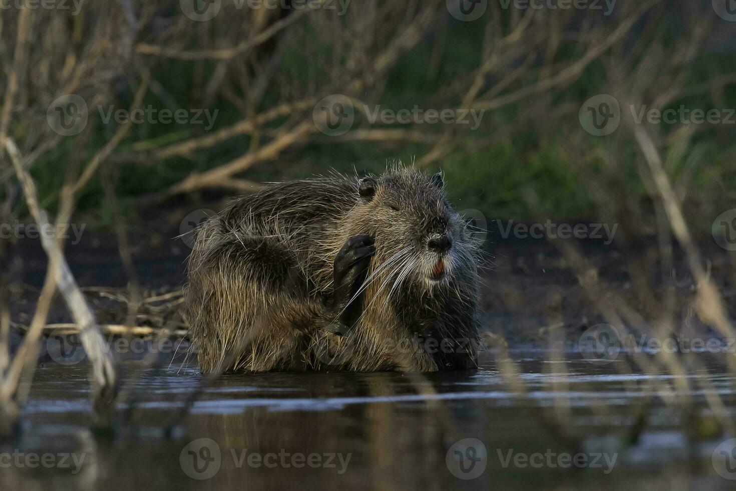 Coipo, Myocastor coypus, La Pampa Province, Patagonia, Argentina. photo