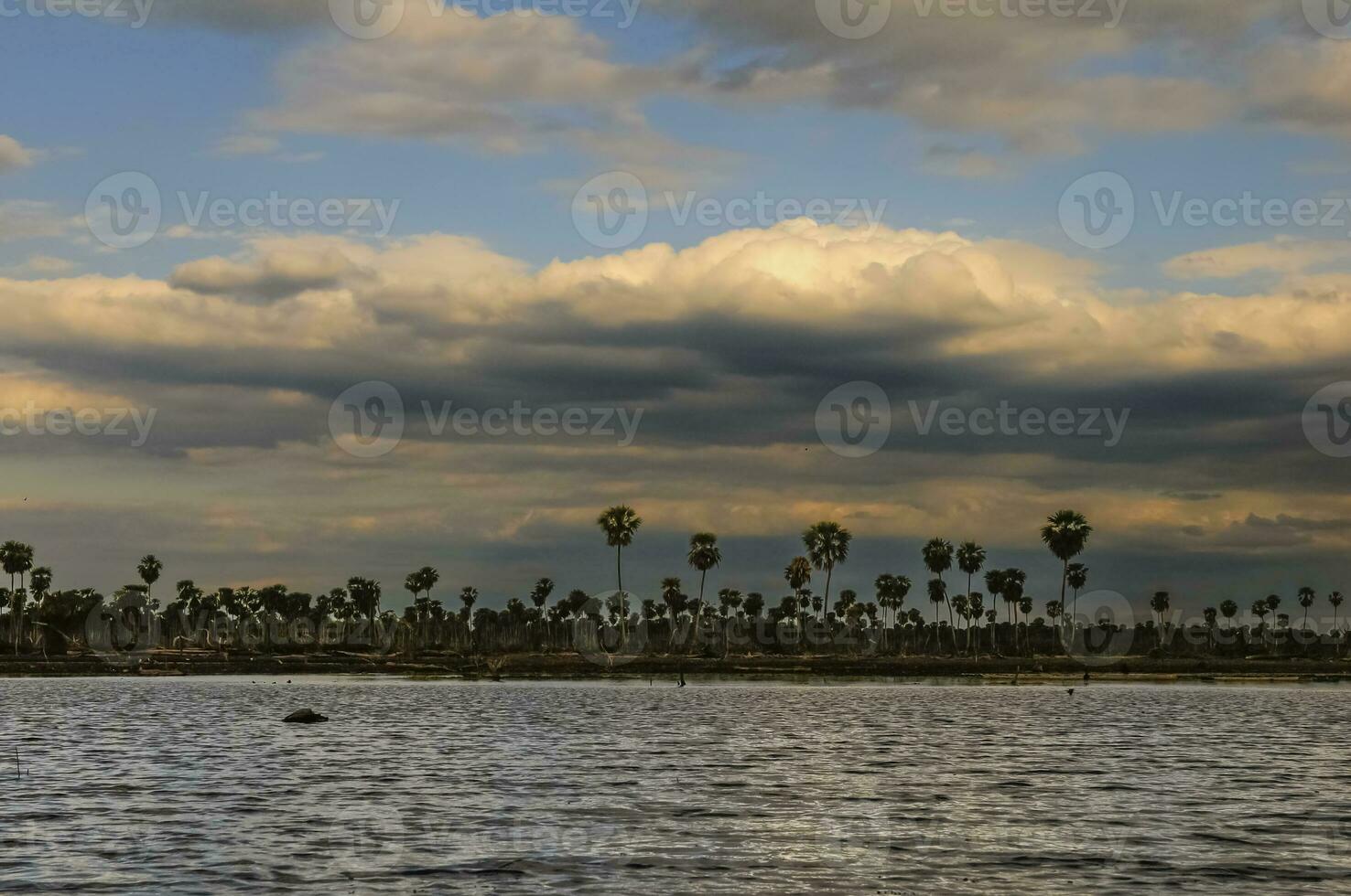 Sunst Palms landscape in La Estrella Marsh, Formosa province, Argentina. photo