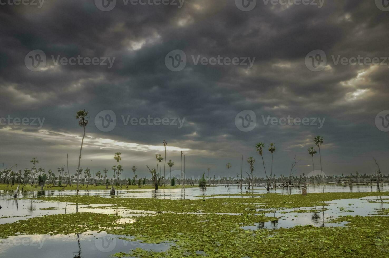 Sunst Palms landscape in La Estrella Marsh, Formosa province, Argentina. photo