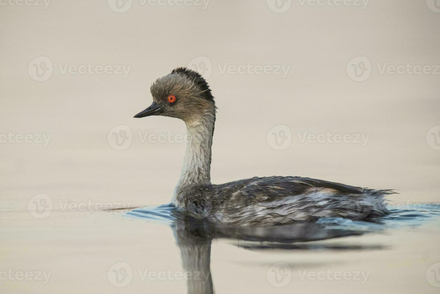 Silvery Grebe , Patagonia, Argentina photo