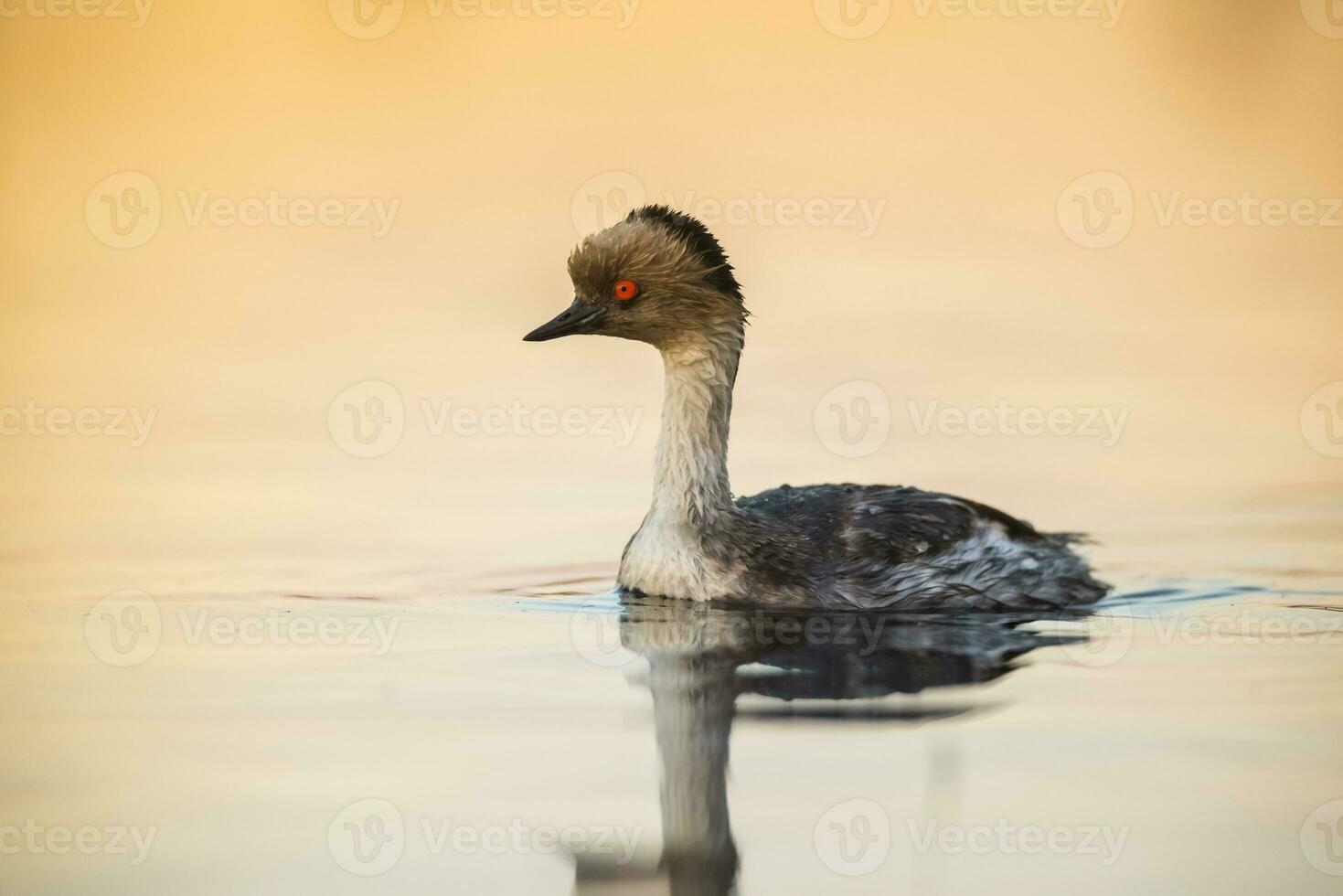 Silvery Grebe , Patagonia, Argentina photo