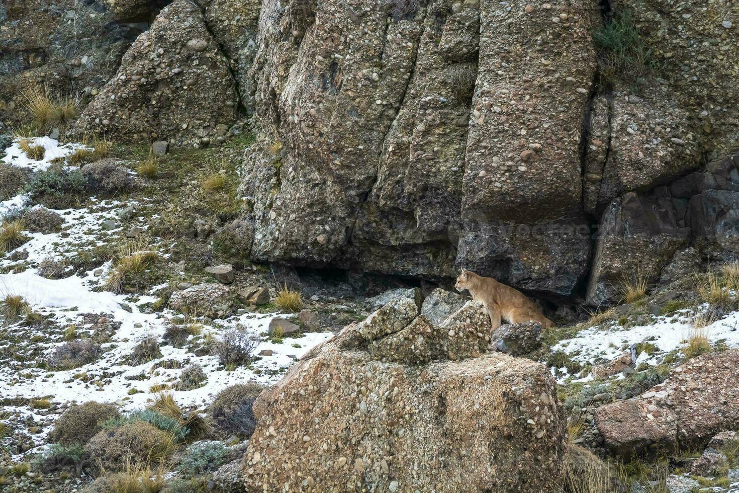 Puma walking in mountain environment, Torres del Paine National Park, Patagonia, Chile. photo