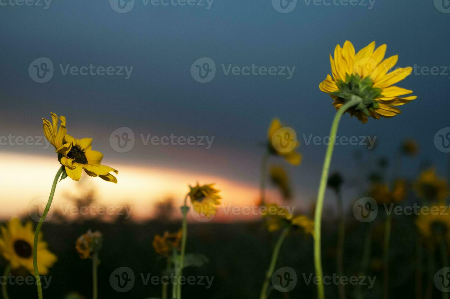 Wild flowers in semi desertic environment, Calden forest, La Pampa Argentina photo
