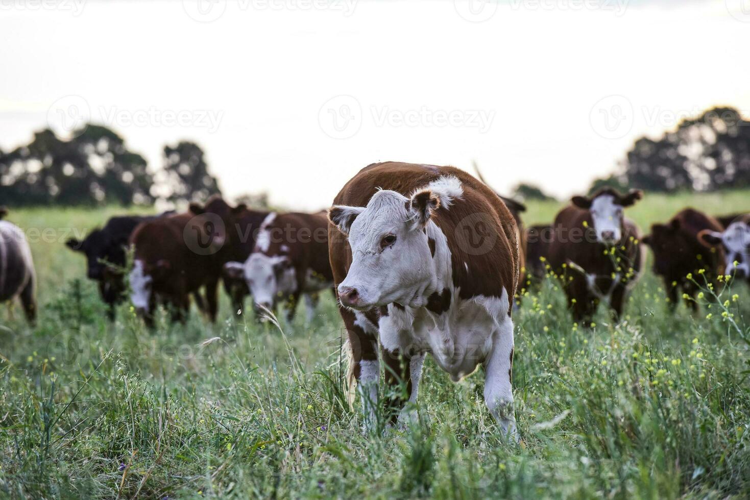 Cattle in the Pampas Countryside, Argentine meat production, La Pampa, Argentina. photo