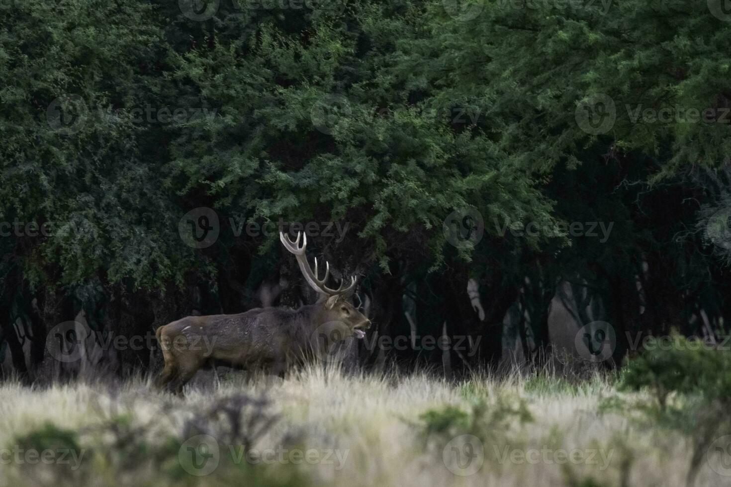 Red deer in La Pampa, Argentina, Parque Luro, Nature Reserve photo