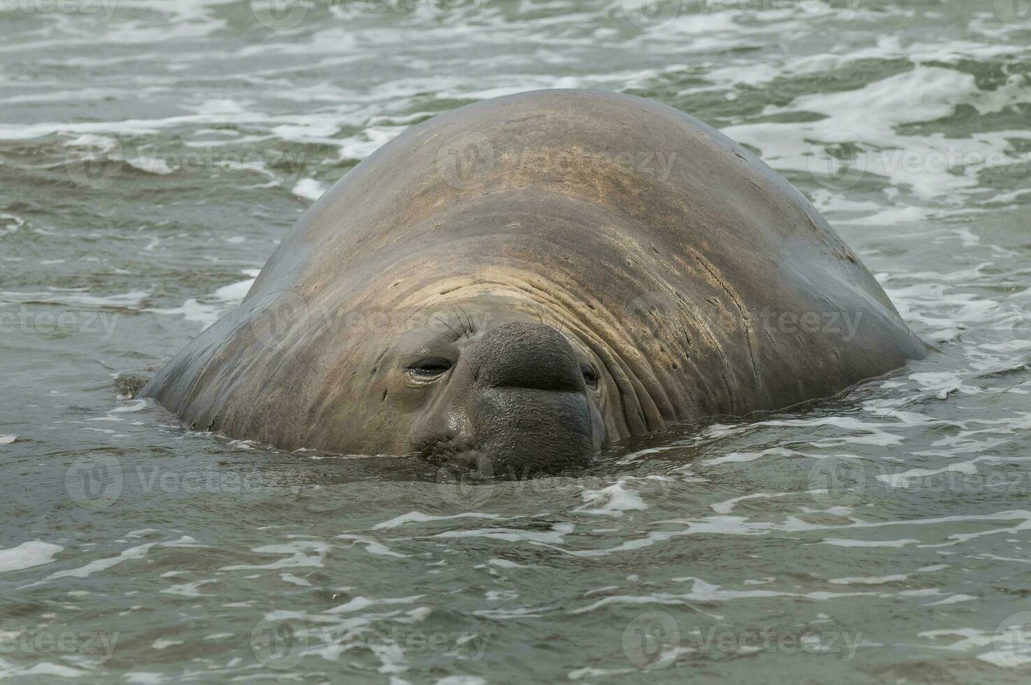 elefante sello, Patagonia foto