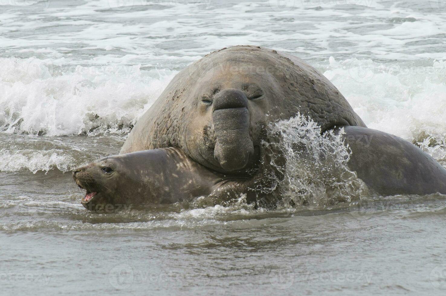 Elephant seal, Patagonia photo