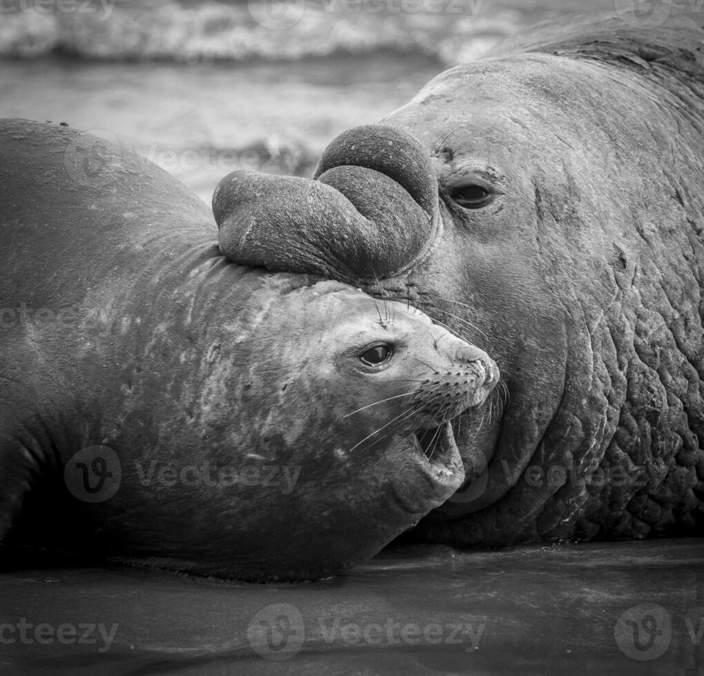 Elephant seal, Patagonia photo