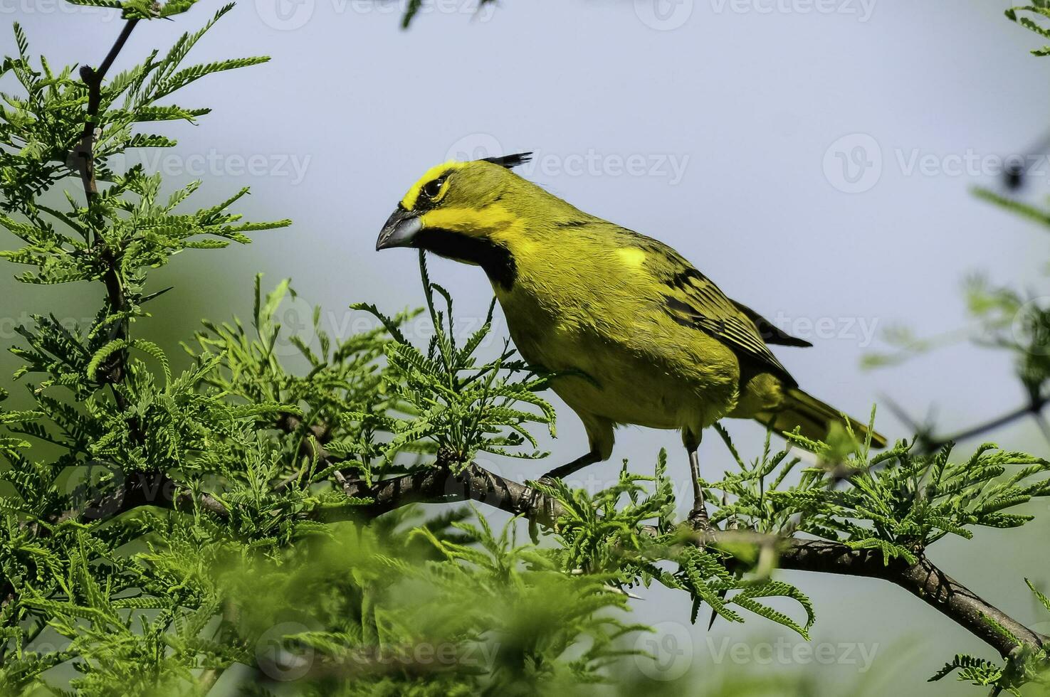 Yellow Cardinal, Gubernatrix cristata, Endangered species in La Pampa, Argentina photo