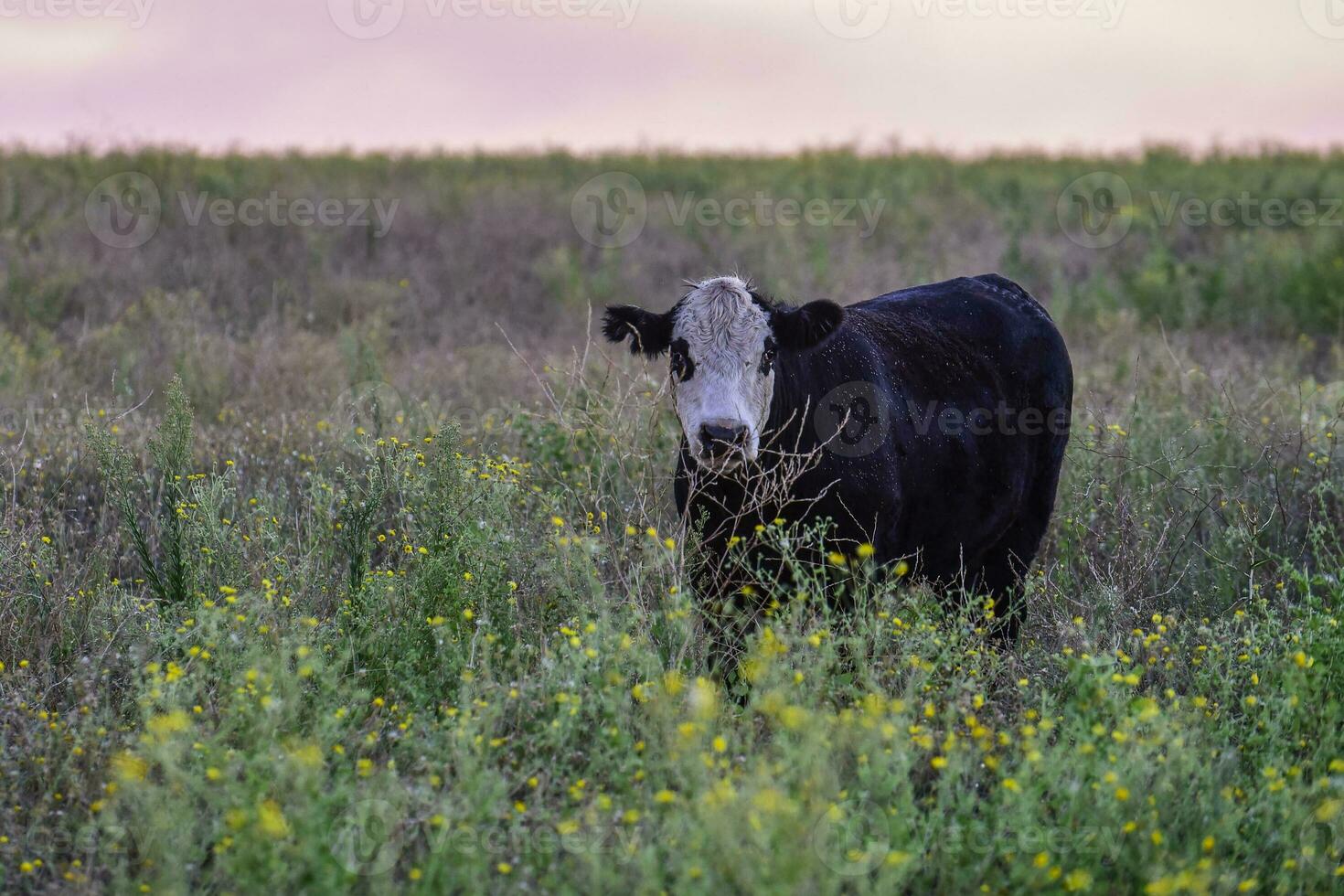 Cows grazing in the field, in the Pampas plain, Argentina photo