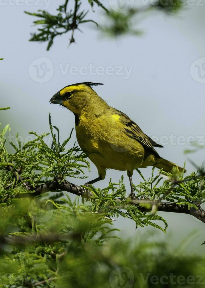 Yellow Cardinal, Gubernatrix cristata, Endangered species in La Pampa, Argentina photo