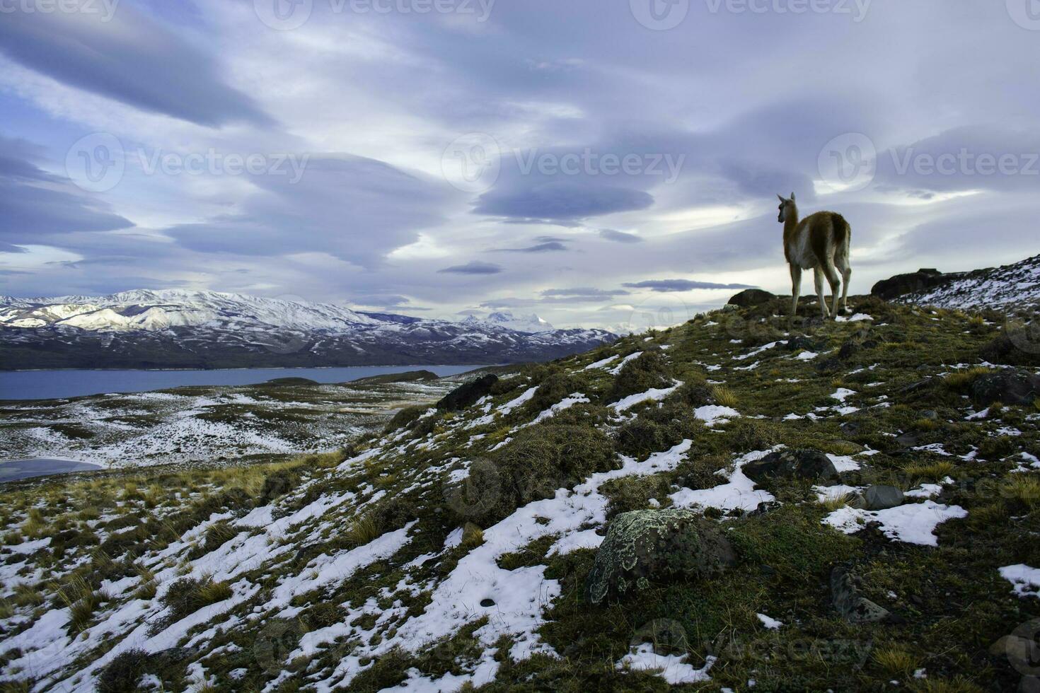 Mountain landscape environment, Torres del Paine National Park, Patagonia, Chile. photo