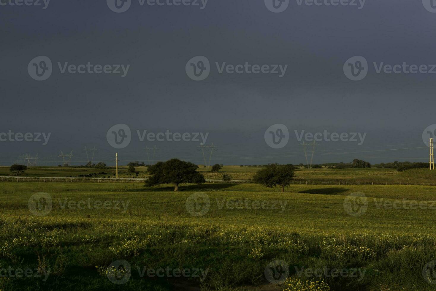 Sunset Calden tree landscape, La Pampa province, Patagonia, Argentina. photo