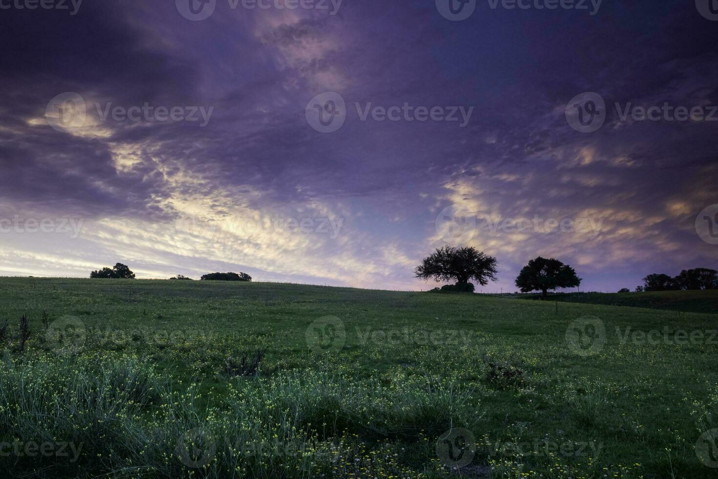 puesta de sol caldén árbol paisaje, la pampa provincia, Patagonia, argentina. foto