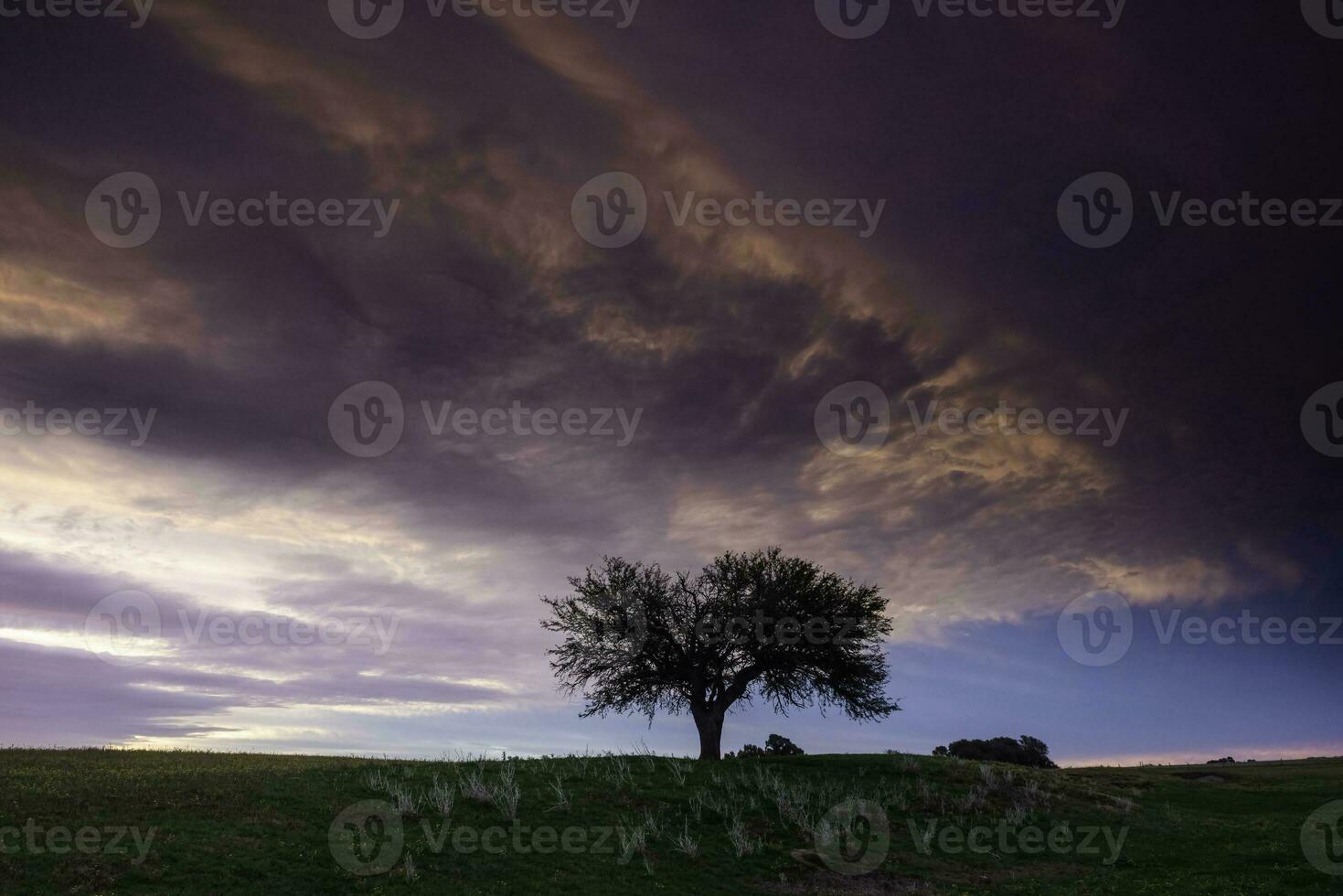 Sunset Calden tree landscape, La Pampa province, Patagonia, Argentina. photo