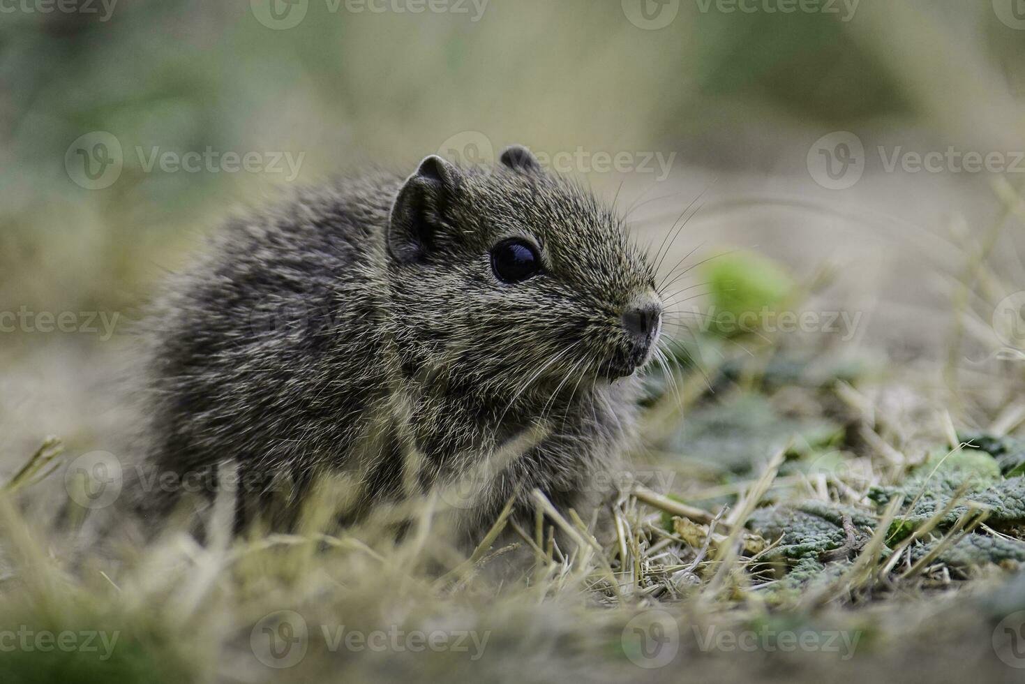 Desert Cavi, Lihue Calel National Park, La Pampa Province, Patagonia , Argentina photo
