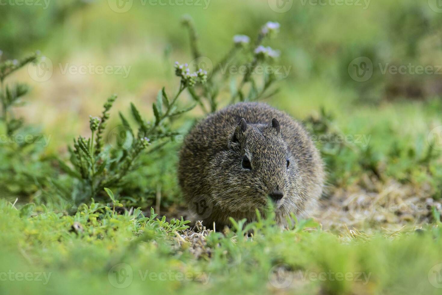 Desert Cavi, Lihue Calel National Park, La Pampa Province, Patagonia , Argentina photo