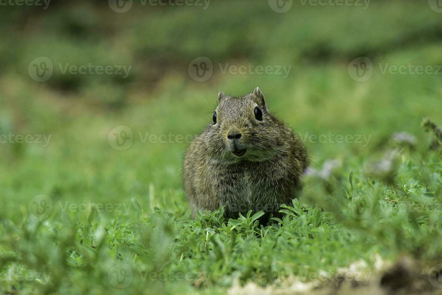 Desert Cavi, Lihue Calel National Park, La Pampa Province, Patagonia , Argentina photo