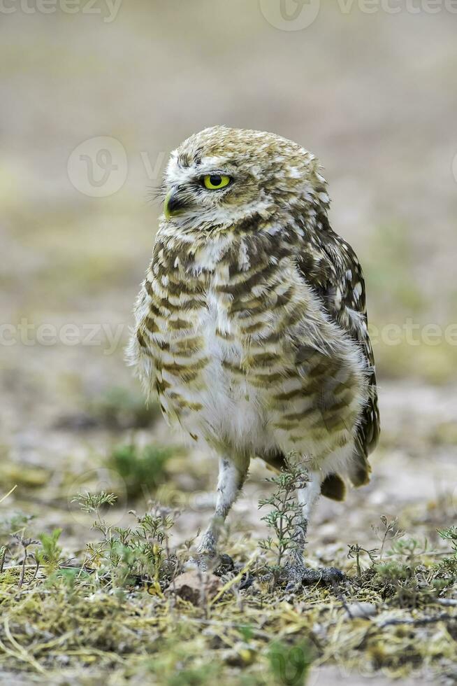 Burrowing Owl perched, La Pampa Province, Patagonia, Argentina. photo