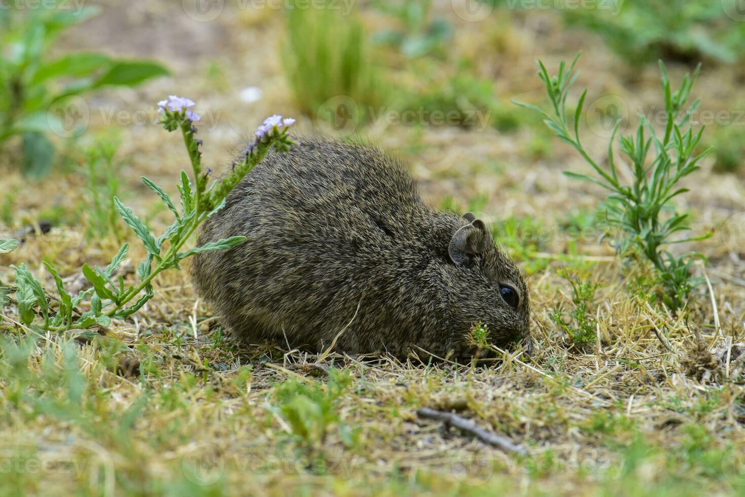 Desert Cavi, Lihue Calel National Park, La Pampa Province, Patagonia , Argentina photo