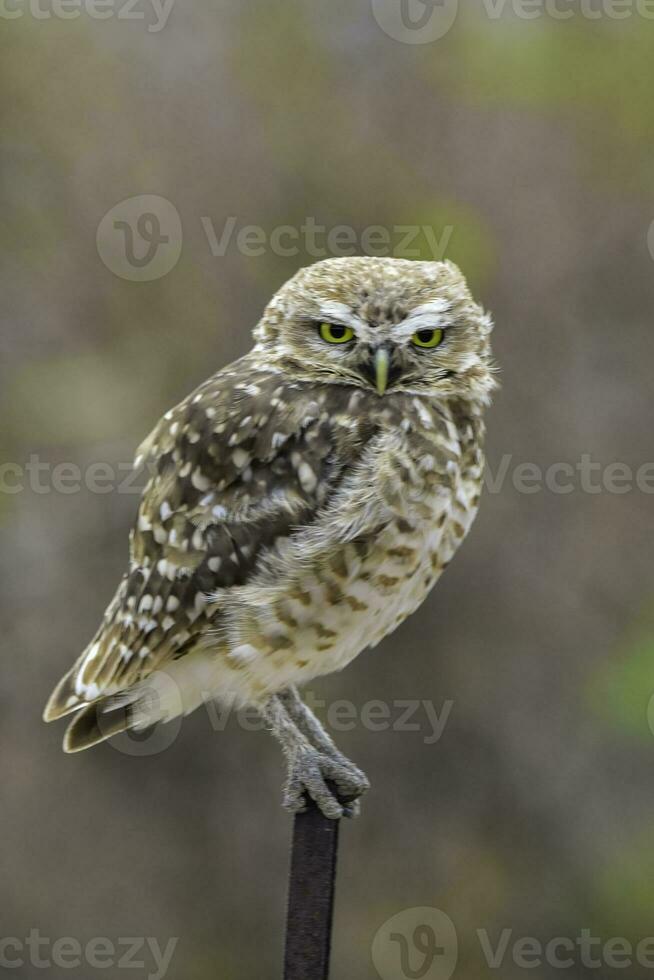 Burrowing Owl perched, La Pampa Province, Patagonia, Argentina. photo