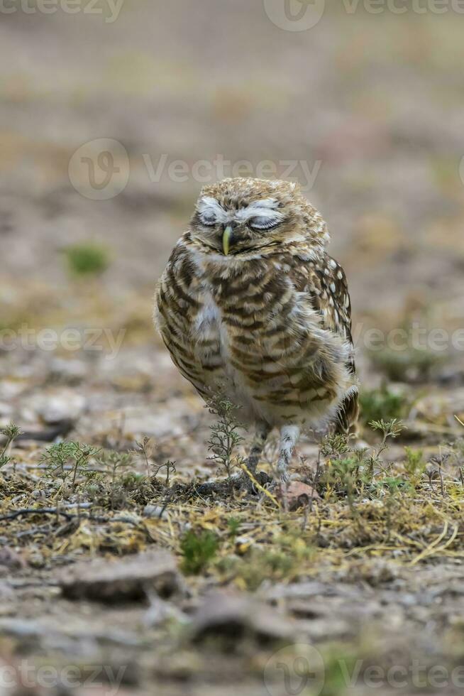 Burrowing Owl perched, La Pampa Province, Patagonia, Argentina. photo