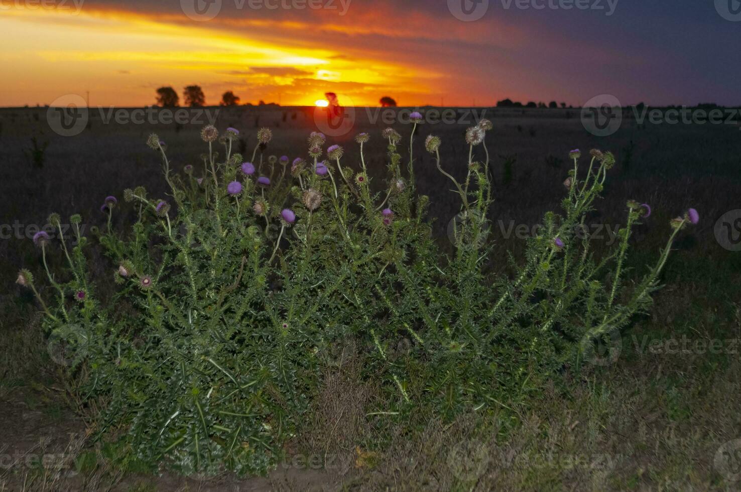 Wild flowers in semi desertic environment, Calden forest, La Pampa Argentina photo