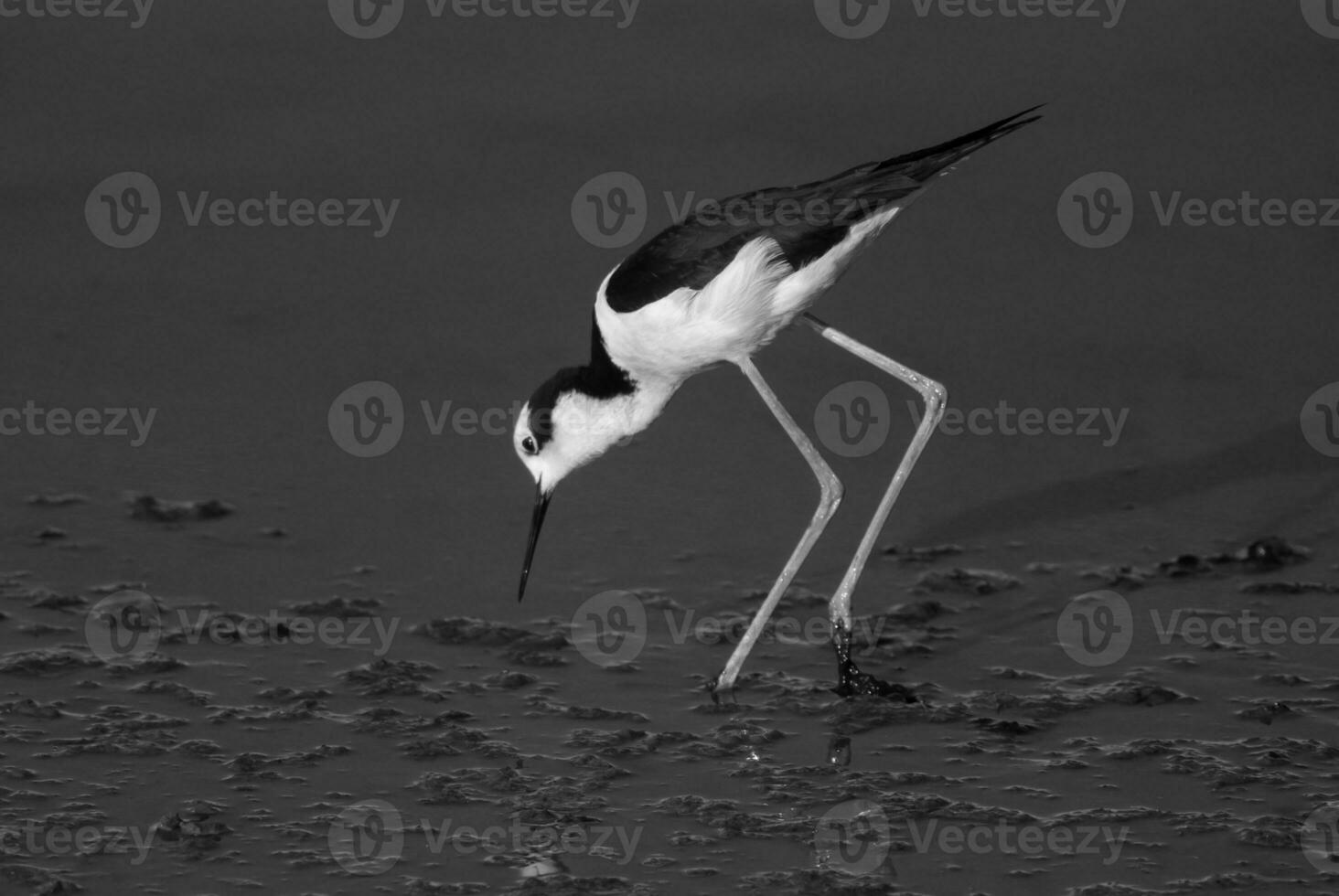 Southern Stilt, Himantopus melanurus in flight, La Pampa Province, Patagonia, Argentina photo