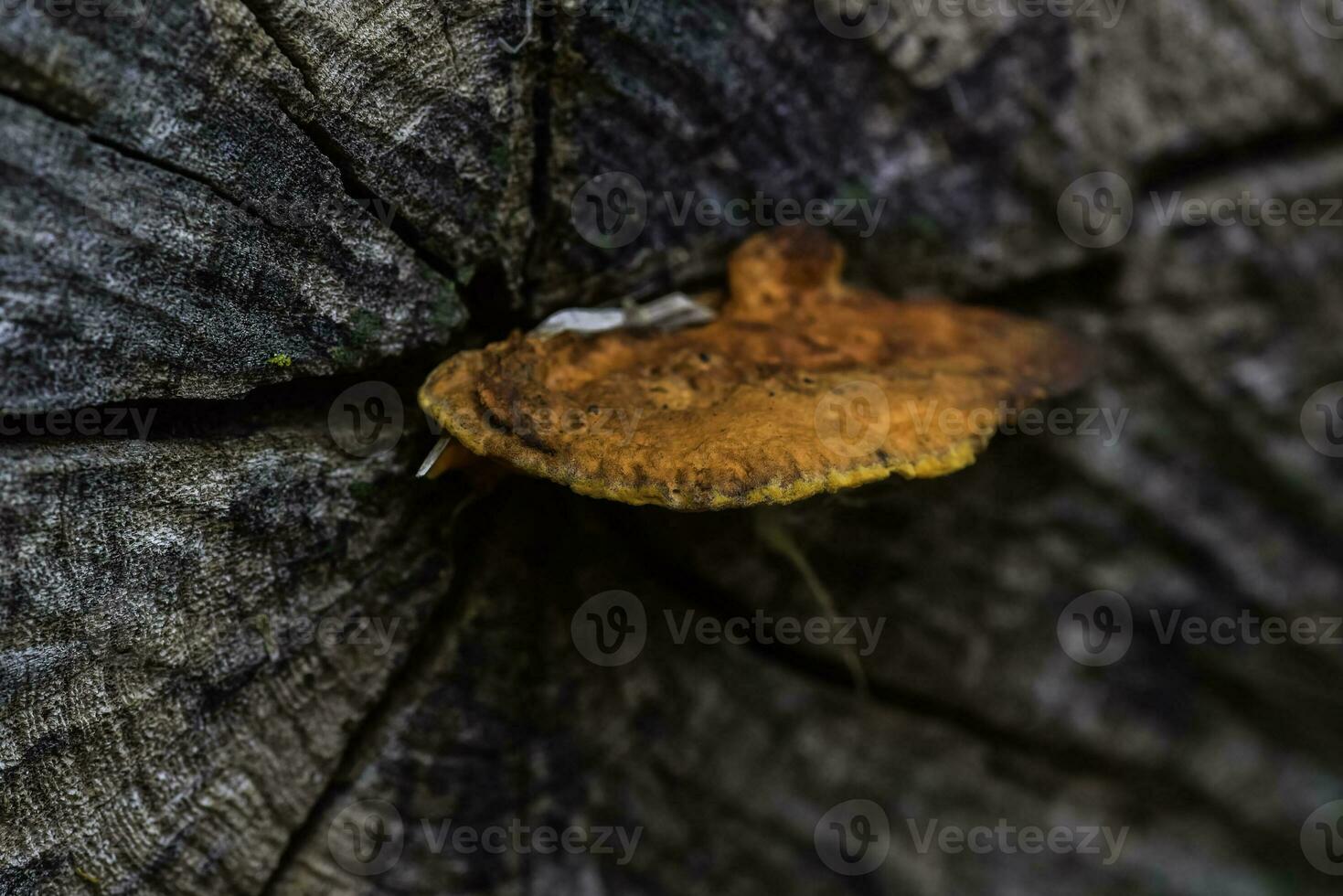 Orange fungus on the trunk of a tree, La Pampa Province, Patagonia, Argentina. photo