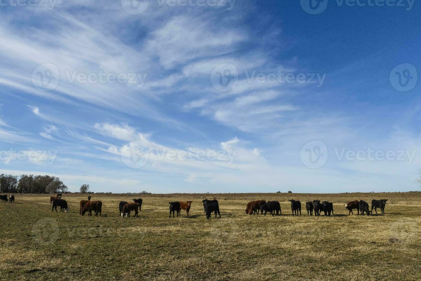 Cows grazing in the field, in the Pampas plain, Argentina photo
