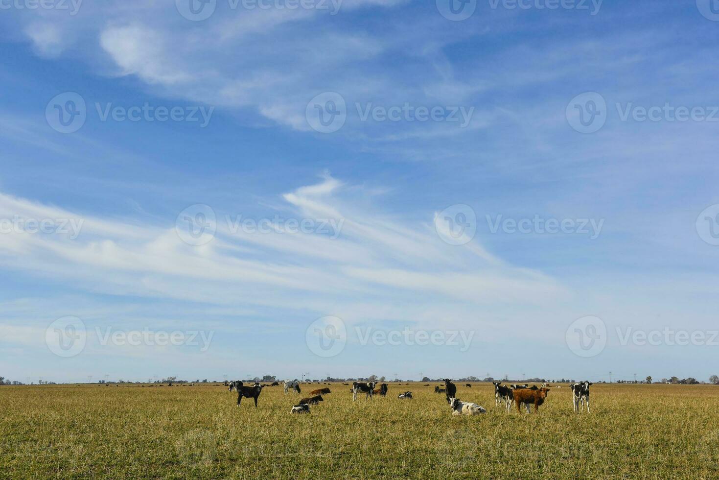 Cows grazing in the field, in the Pampas plain, Argentina photo