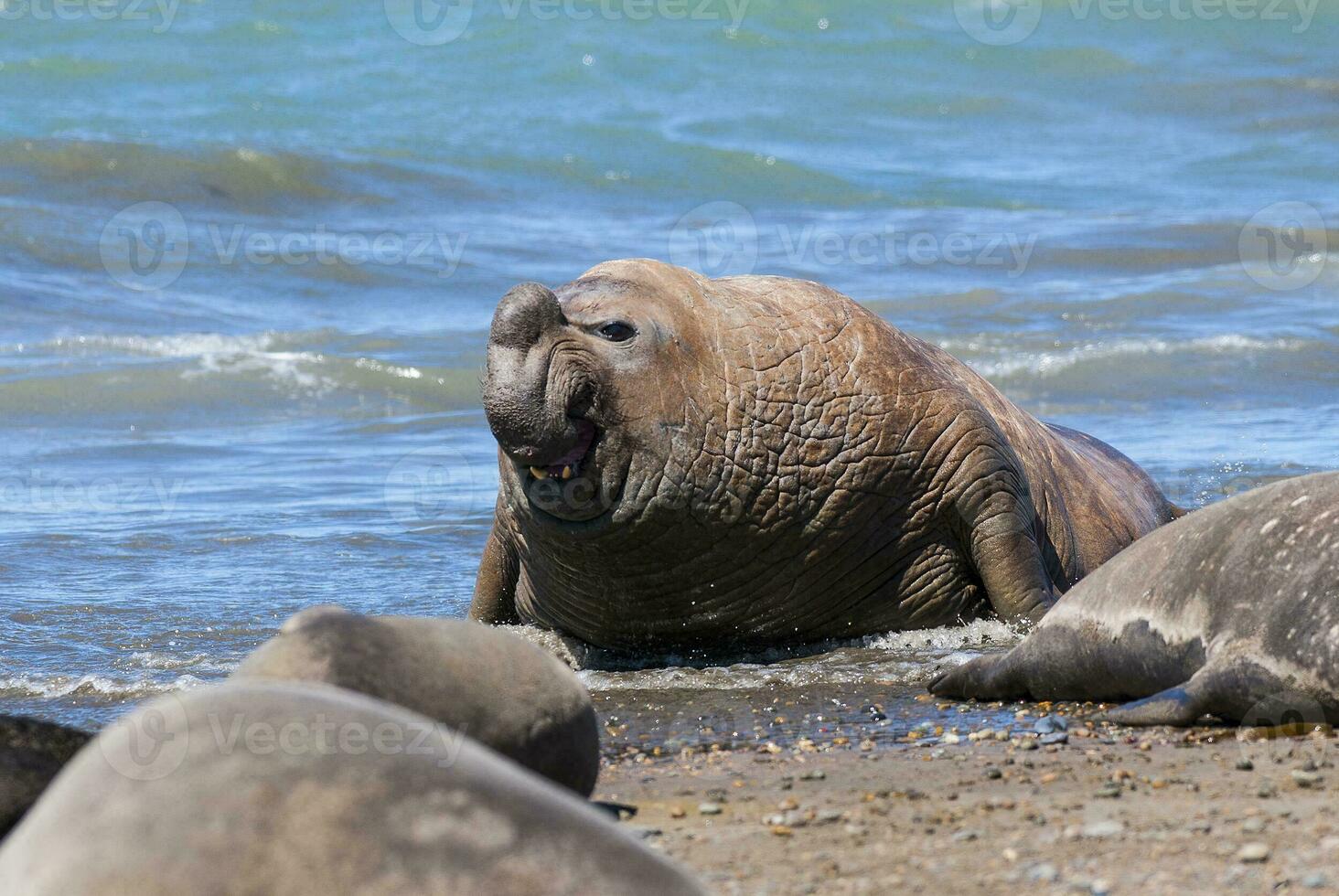 Elephant seal family, Peninsula Valdes, Patagonia, Argentina photo