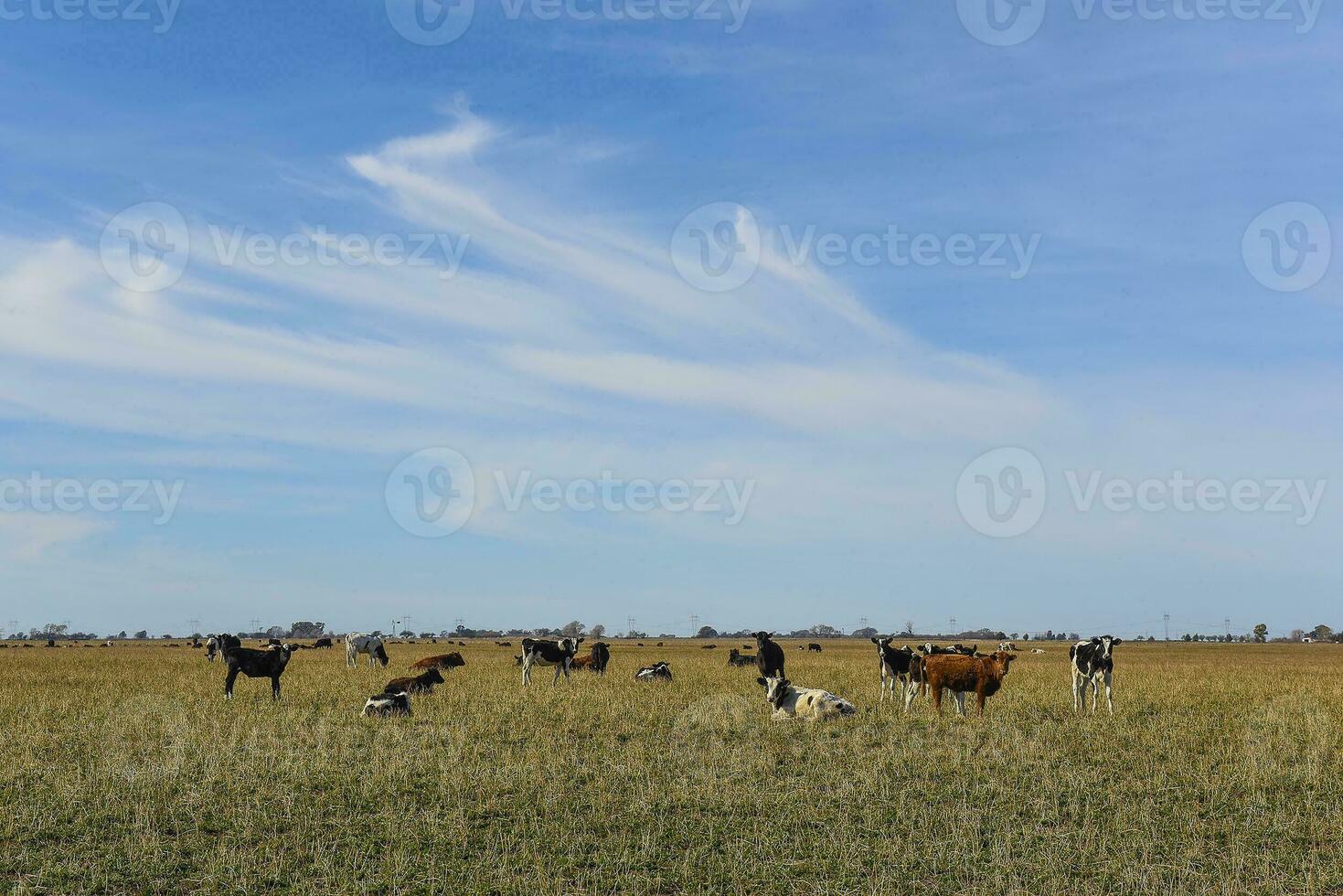 Cows grazing in the field, in the Pampas plain, Argentina photo