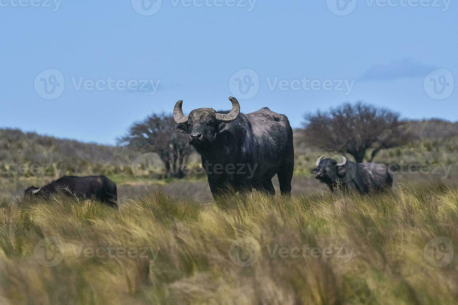 Water buffalo, Bubalus bubalis, species introduced in Argentina, La Pampa province, Patagonia. photo