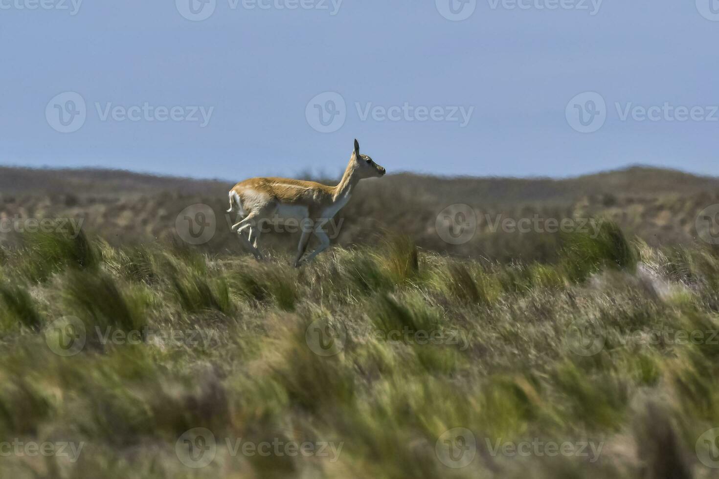 dinero negro antílope en pampa llanura ambiente, la pampa provincia, argentina foto