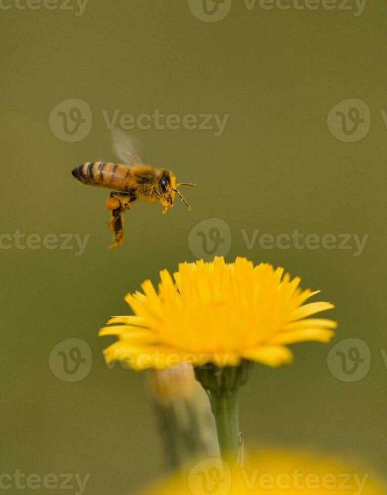 abeja en un salvaje flor, Patagonia foto