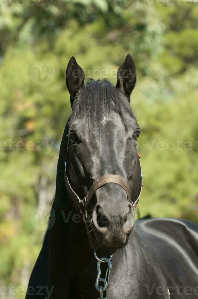 Black breeding horse, Portrait, La Pampa Province, Patagonia, Argentina. photo