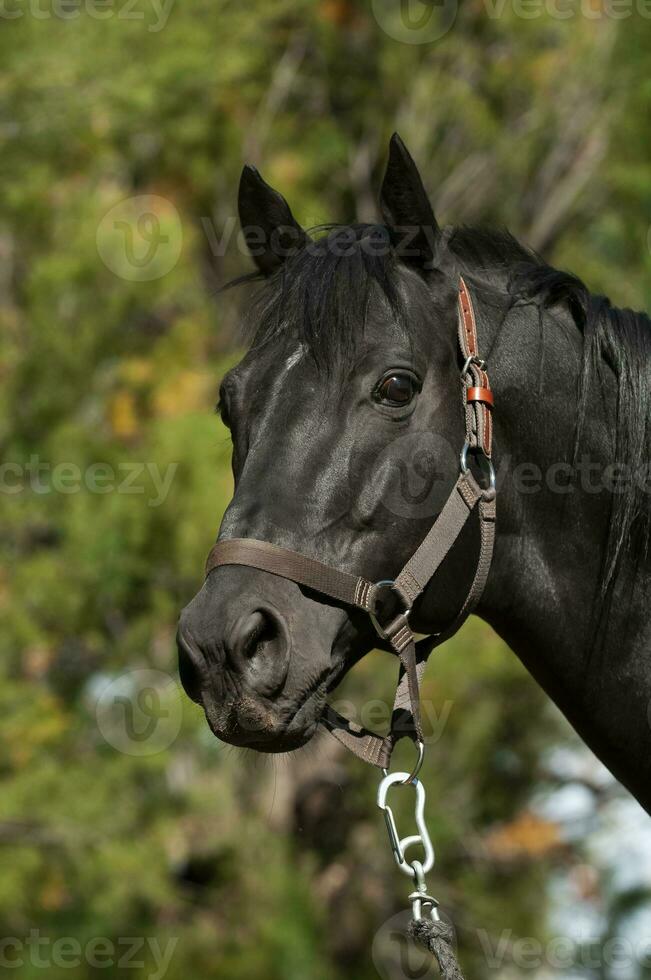 Black breeding horse, Portrait, La Pampa Province, Patagonia, Argentina. photo