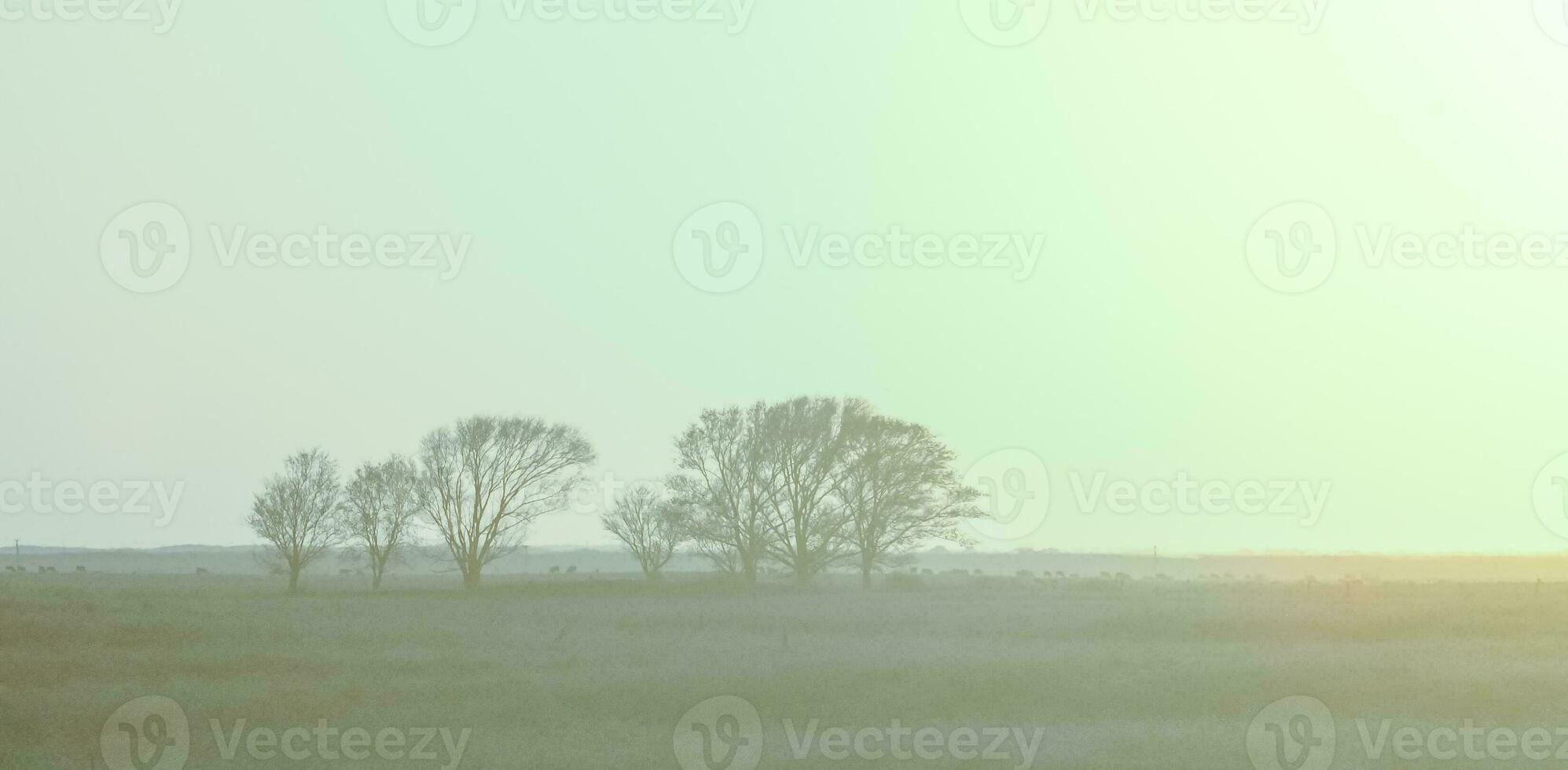 pampa puesta de sol paisaje, la pampa, argentina foto