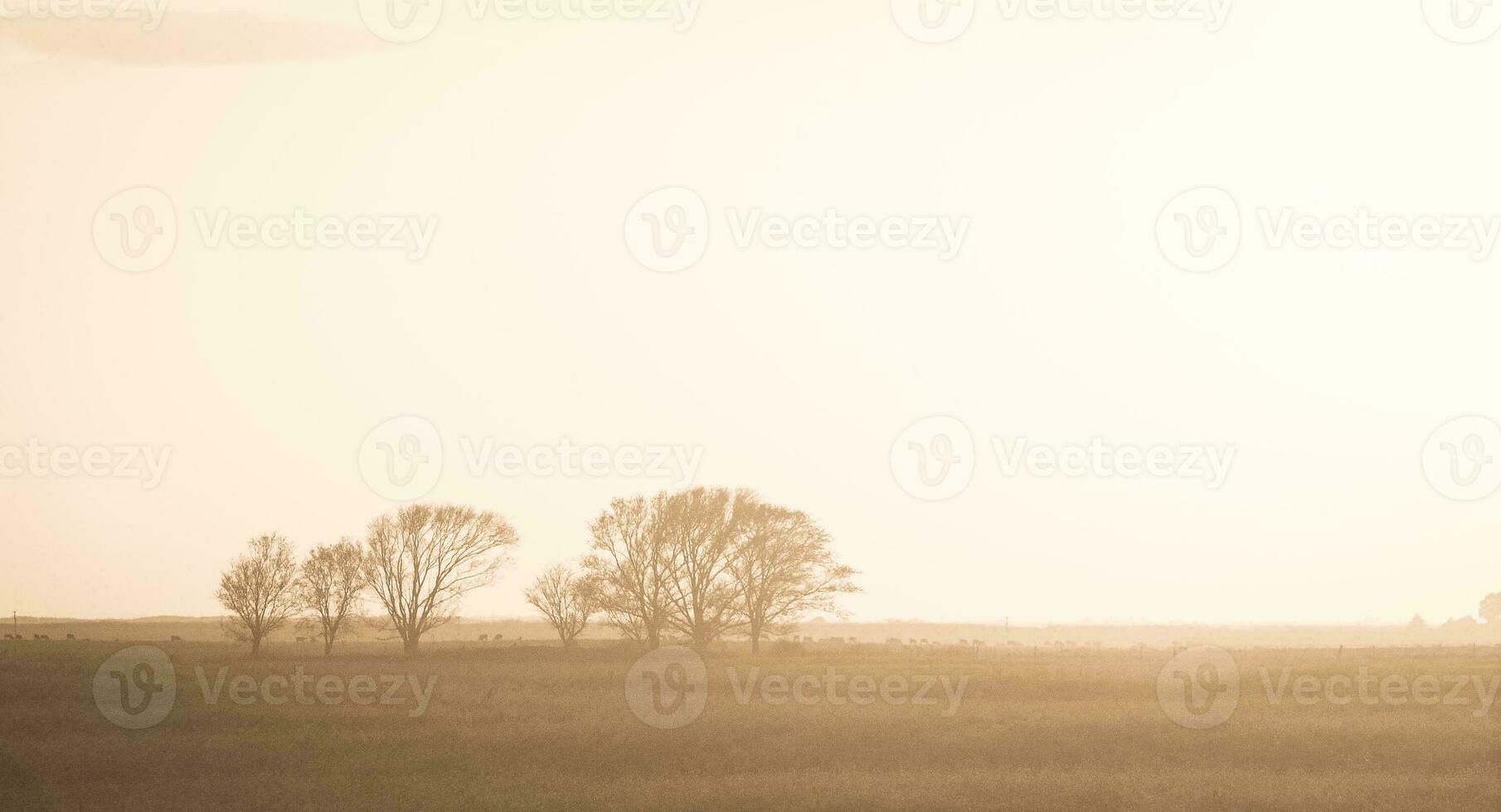 Pampas sunset landscape, La pampa, Argentina photo