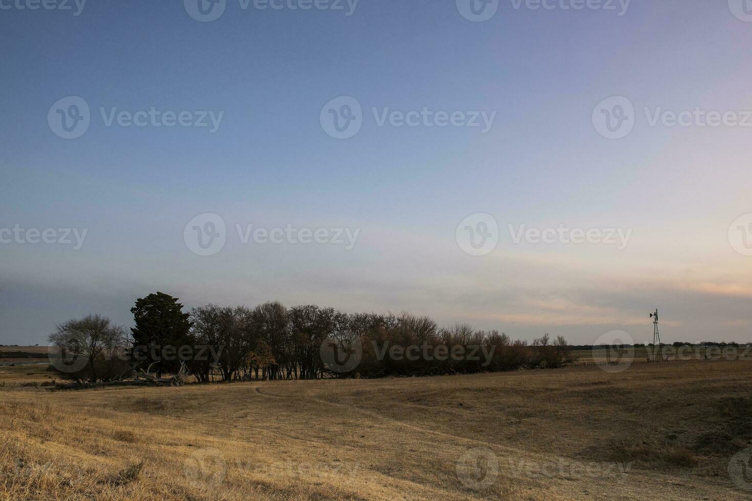 Flowered field in the Pampas Plain, La Pampa Province, Patagonia, Argentina. photo