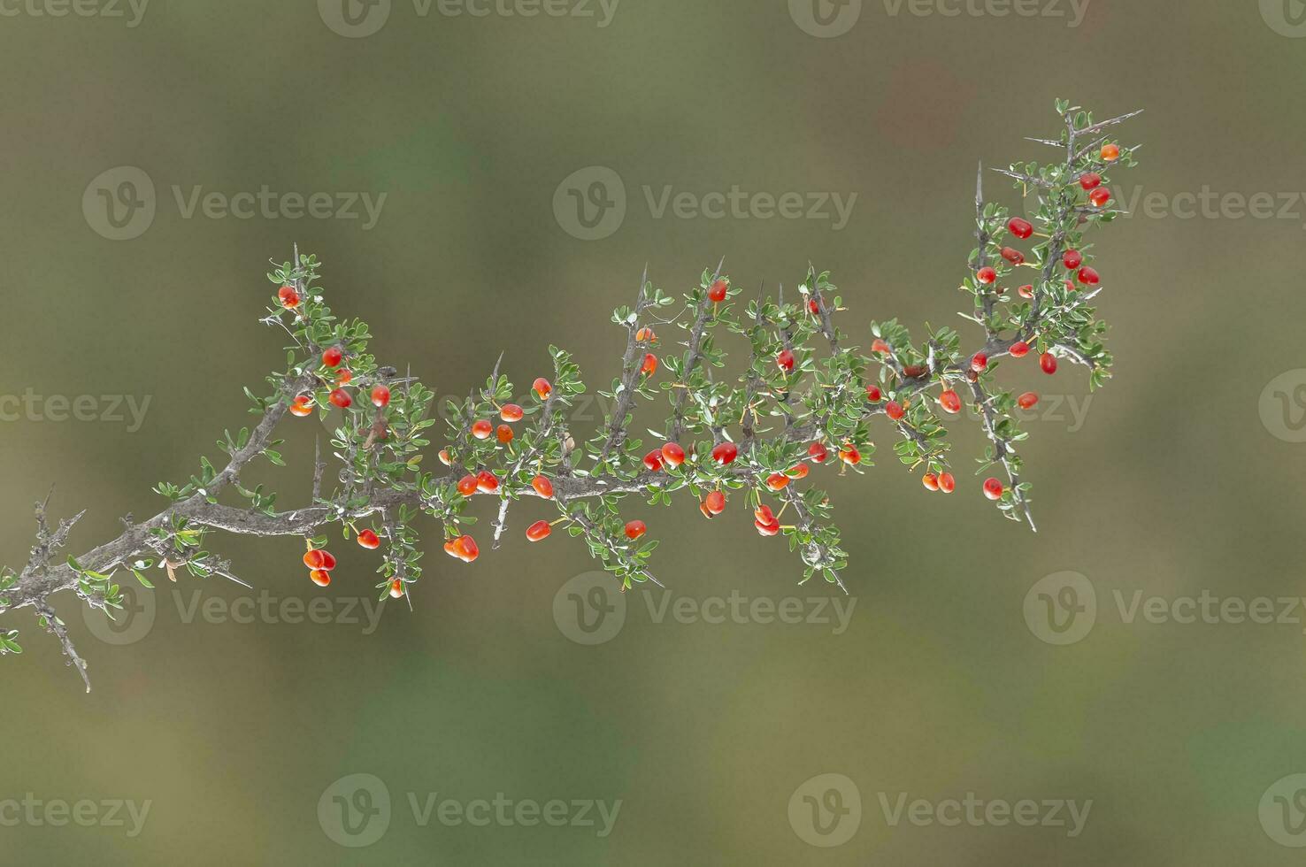 Piquillin, endemic wild fruits in the Pampas forest, Patagonia, Argentina photo