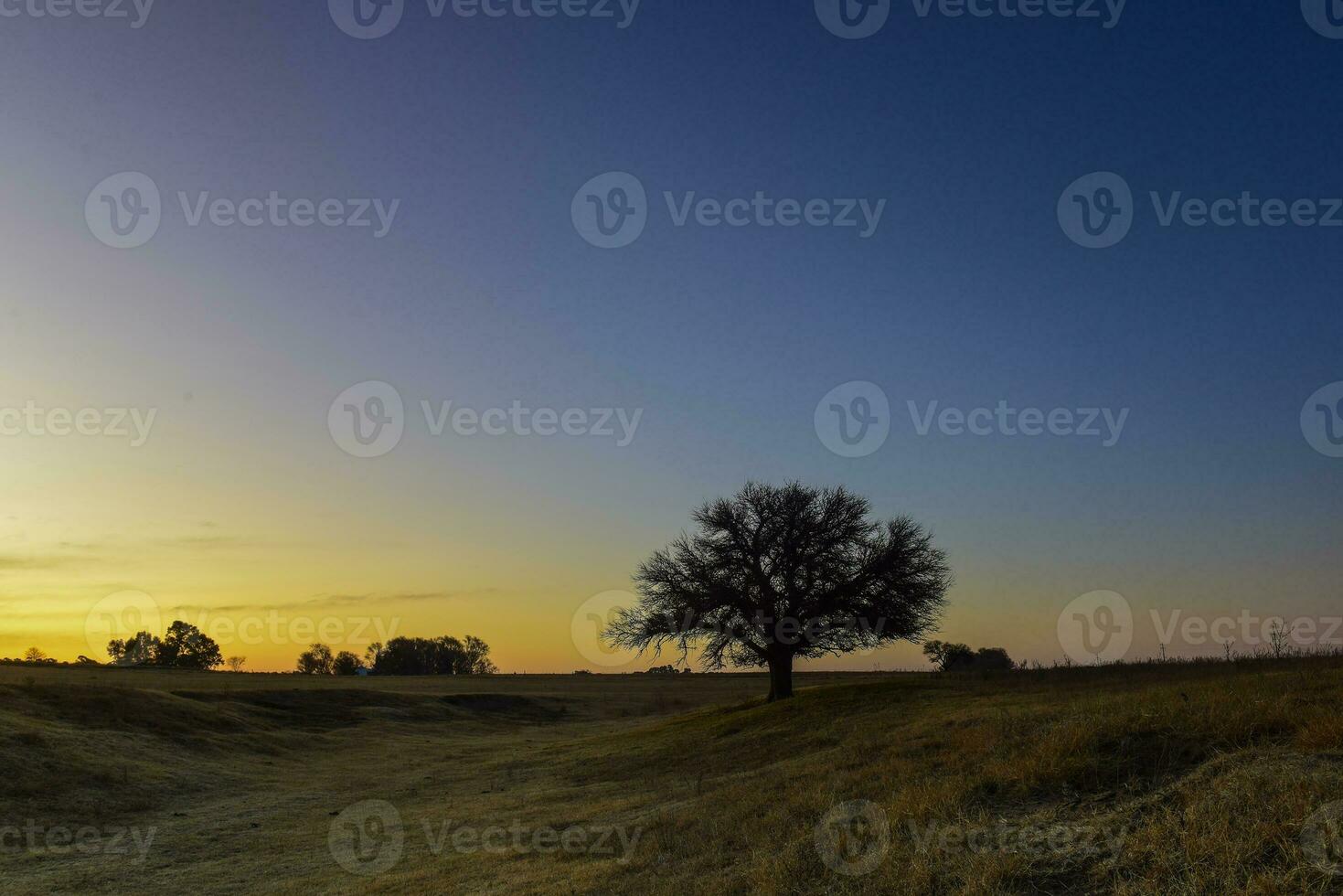 Flowered field in the Pampas Plain, La Pampa Province, Patagonia, Argentina. photo