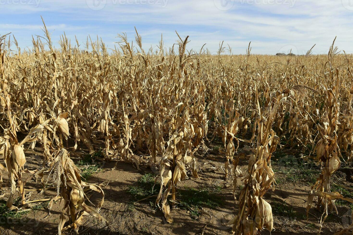 Corn cob growing on plant ready to harvest, Argentine Countryside, Buenos Aires Province, Argentina photo