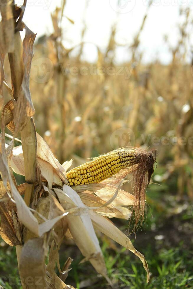 Corn cob growing on plant ready to harvest, Argentine Countryside, Buenos Aires Province, Argentina photo